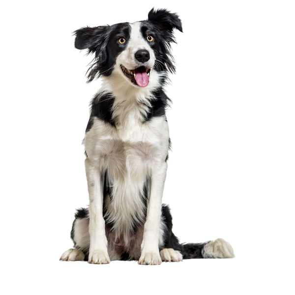 Voor Honden