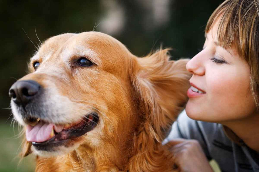 Mijn hond luistert niet: 9 mogelijke oorzaken en praktische tips