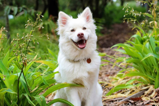 Dougi, blogpost, het geheim van een gezonde en gelukkige hond