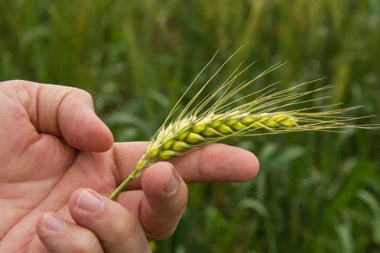 Dougi, blogpost, de gevaren van grasaren