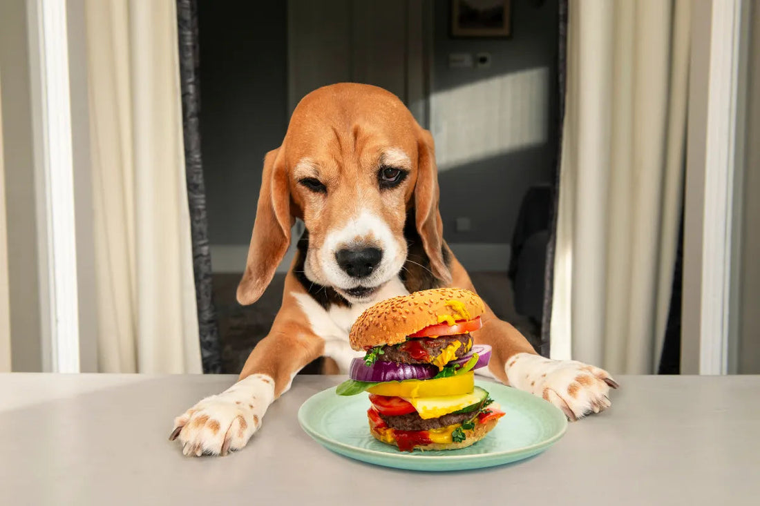 Gevaarlijk voedsel, voor honden, let op!