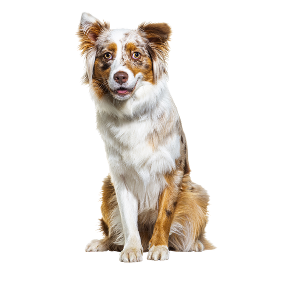 Voor Honden